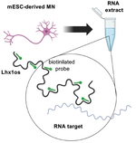 Decoding RNA-RNA Interactions: The Role of Low-Complexity Repeats and a Deep Learning Framework for Sequence-Based Prediction