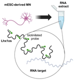 The role of low-complexity repeats in RNA-RNA interactions and a deep learning framework for duplex prediction